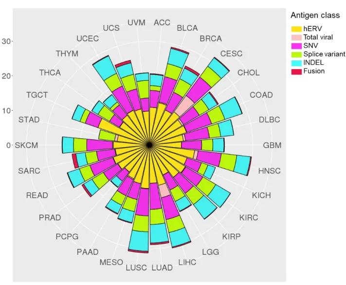 Figure 1.3: Average tumor specific antigen counts by cancer type. Plots represent  number of unique identified epitopes by TCGA cancer type