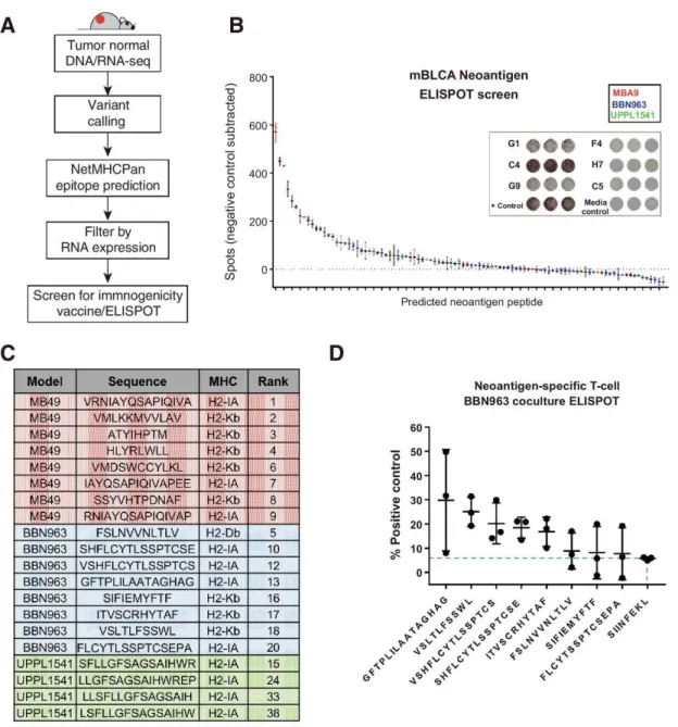 Figure 2.7: Neoantigen prediction and validation in BBN963, UPPL1541, and MB49. (A)  Schema for neoantigen prediction workflow, using tumor DNA, tumor RNA, and matched  normal DNA to call mutations via UNSeqr, epitope prediction to identify predicted class