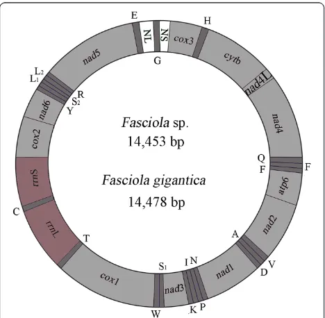 Table 2 Comparison of nucleotides at variable positions in ITS-1 and ITS-2 rDNA sequences of Fasciola from differentgeographical locations