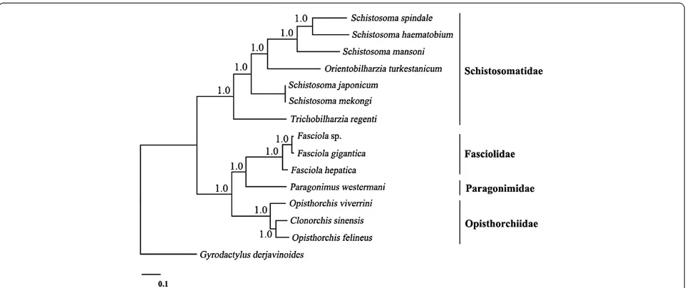 Figure 3 Genetic relationships of Fasciola sp. with Fasciola gigantica and F. hepatica, and other trematodes