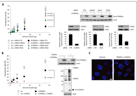 Figure 1 SUMOylation regulates rhTRIM5α-mediated HIV-1 restriction. A. HeLa cells were transfected or not with rhTRIM5α and with controlsiRNA or siRNA targeting SUMO1, Ubc9 or PIAS1, 48 h before being challenged by increasing doses of HIV-1/GFP