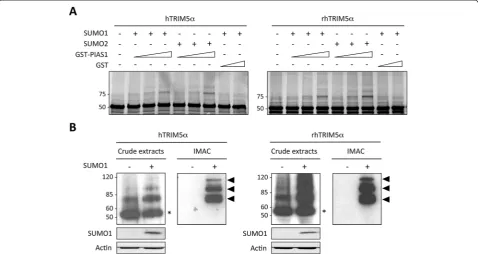 Figure 2 Human and rhesus macaque TRIM5analyzed by SDS-PAGE and immunoblotted with anti-HA antibodies