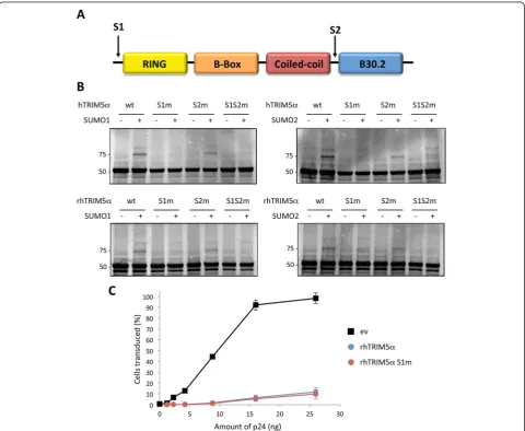 Figure 3 TRIM5predicted SUMOylated sites, S1 and S2.α is SUMO-modified on lysine 10. A