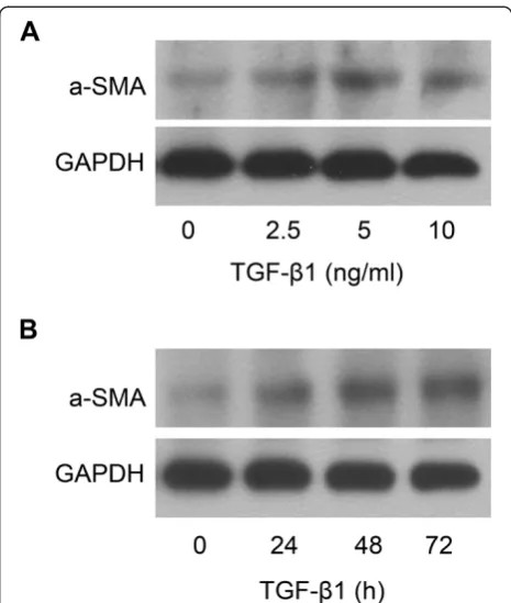 Figure 1 TGF-β1 can up-regulate the expression of α-SMA inLX-2. (A) Dose-dependent effect of TGF-β1 on α-SMA proteinexpression was analyzed by Western blot