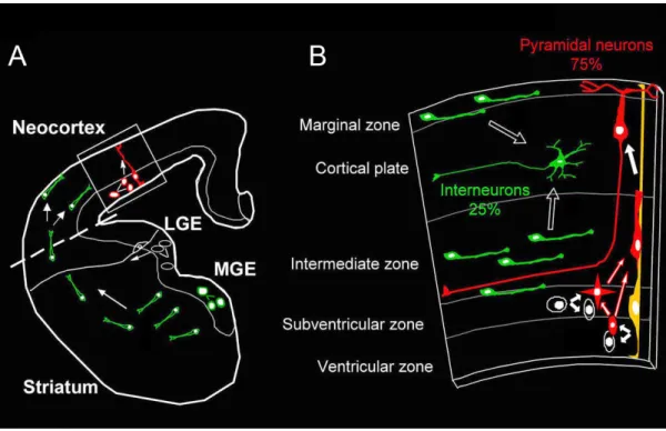 Figure 1.1: Overview of mammalian cortical development. A) Coronal view of developing  telencephalon