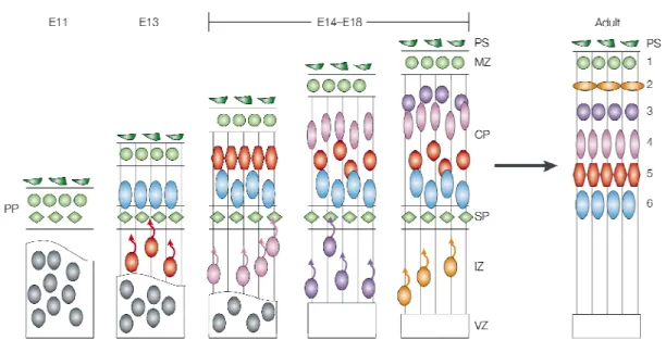 Figure 1.2. Overview of cortical lamination.  During early cortical development (E11) the cortex  consists of two layers: the ventricular zone and the preplate that was made by somally translocating  post mitotic neurons