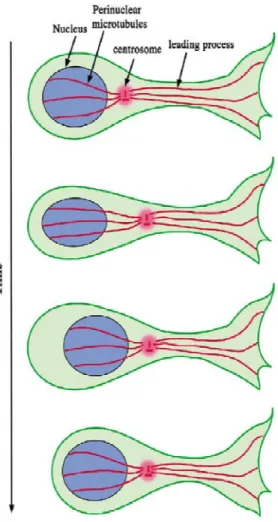 Figure 1.3.  Nucleokinesis. Neuronal migration in the cortex is mediated by the centrosome’s ability  to  connect  microtubules  to  both  the  nucleus  and  leading  process