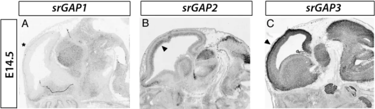 Figure 1.5. Pattern of expression of srGAP1-3 in the developing telencephalon. In situ 