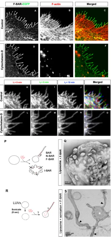Figure 2.5. F-BAR induced filopodia required F-actin for their dynamic formation but not for  their structural maintenance