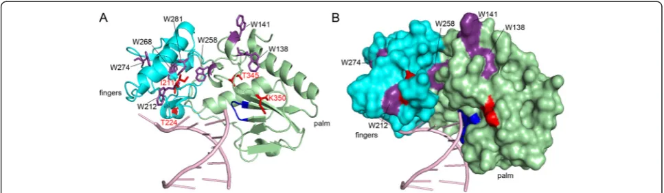 Figure 7 Localization of tryptophan residues in RTshortRT (PDB: 4HKQ) using the Program SWISS-MODEL