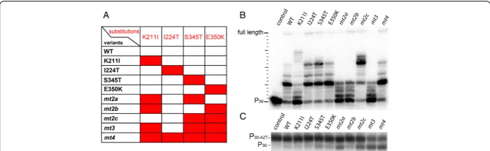 Figure 1 Localization of the AZT resistance substitutions. Theputative locations of the four substituted amino acid residues inthe highly resistant mt4 (I211, T224, T345, K350) are highlighted inred in a structural model of the SFVmac RT polymerase domain