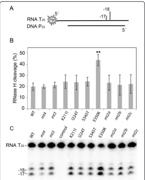 Table 2 Kinetic parameters of SFVmac PR-RTs forpolymerization and DNA binding