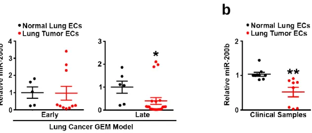 Figure 2 miR-200b is downregulated in tumor endothelium. 