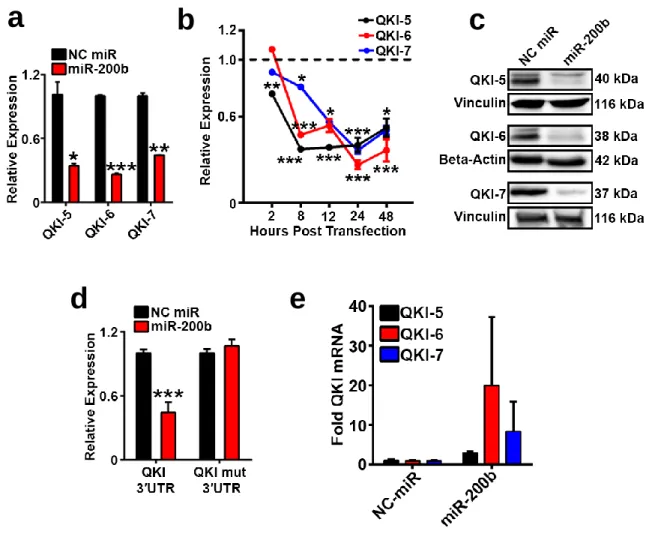 Figure 4 QKI is a direct miR-200b target in endothelium. 