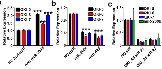 Figure 5 QKI and miR-200 expression. 