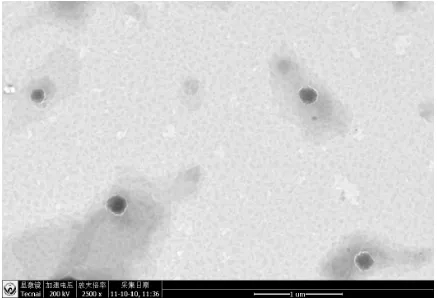 Table 1. The mean particle size, polydispersity index, zeta potential, EE, and LC of CUR-NLCs were 129 ± 15.5 nm, -27.8 ± 5.9 mV, 0.257 ± 0.079, 95.98% ± 0.63%, and 4.21% ± 0.07%,  respectively