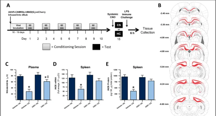 Figure 1. Inactivation of dHpc output regions, including dSub and dCA1, disrupts expression of  heroin contextually conditioned suppression of NO