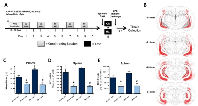 Figure 2. Inactivation of vHpc output regions, including vSub and vCA1, does not disrupt  expression of heroin contextually conditioned suppression of nitric oxide