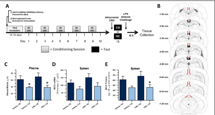 Figure 3. Inactivation of dHpc projections to RSCgc does not disrupt expression of 