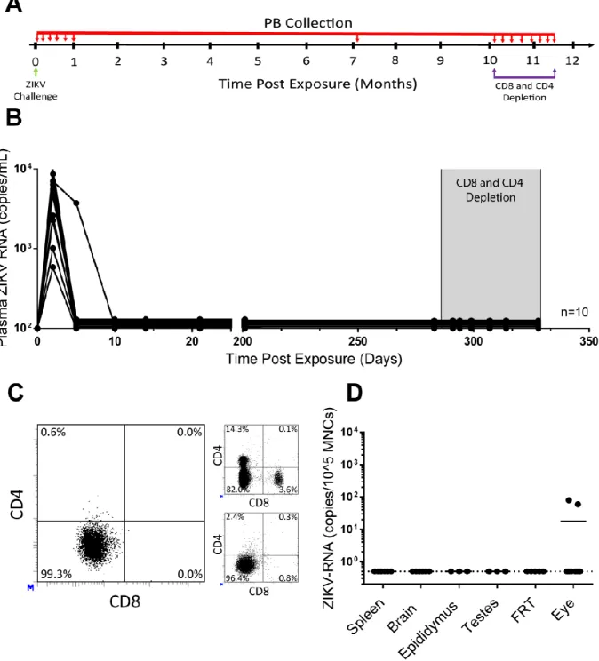 Figure 1.3. Control of ZIKV replication and persistence in BALB/c mice. (A) Experimental design