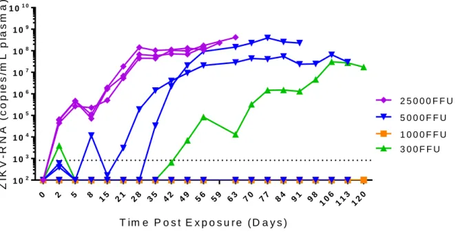 Figure 2.1. Immune deficient NSG mice are permissive to ZIKV infection. Analysis of ZIKV-RNA in  plasma NSG mice exposed to ZIKV H/PF/2013 (n=3 mice in each group)
