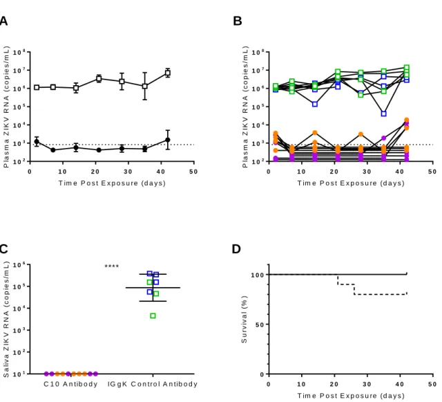 Figure 2.5. C10 neutralizing antibody administration dramatically reduces ZIKV replication and  prevents viral shedding