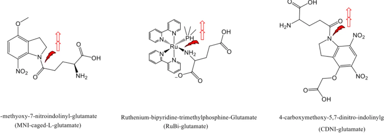 Figure 1.1. Common glutamate caging constructs. MNI 8,9 , RuBi 10,11 , and CDNI 9,12  act as the  PPG, inactivating glutamate activity until photolyzed