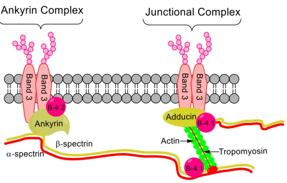 Figure 1.11. Erythrocyte membrane structure. The lipid bilayer is physically connected to the  cytoskeleton via integral membrane proteins and horizontal spectrin interactions