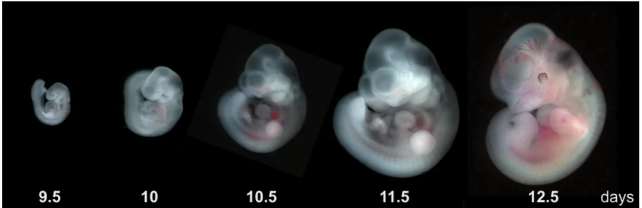 Figure 1.1: Mouse embryo development from embryonic age 9.5 days to 12.5 days [Image from: Dr.