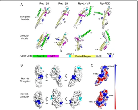 Figure 3 Structural features of Rev models. AEIAV Rev sequences analyzed. The elongated models share a similar overall fold, with the defining structural feature being an extended alphahelix in the central region (colored yellow)