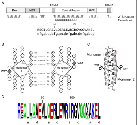 Figure 4 An identified coiled-coil motif in EIAV Rev is predicted to mediate dimerization