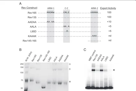 Figure 5 Specific residues within the predicted coiled-coil motif are required for dimerization and RNA binding