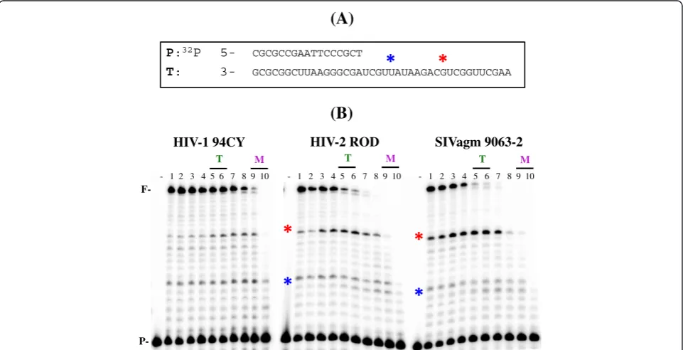Figure 1 Effect of dNTP concentration on RNA-dependent DNA polymerization activity for lentiviral RT proteins