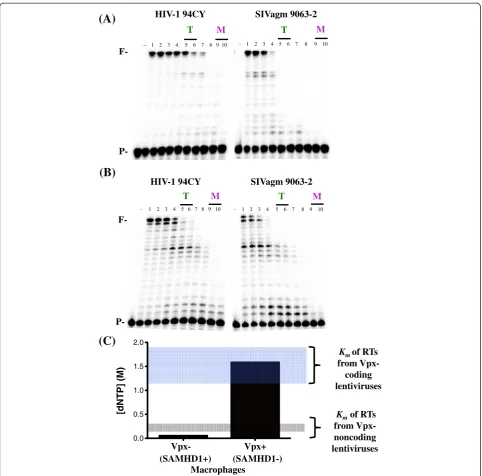 Figure 3 Effect of dNTP concentration on DNA-dependent DNA polymerization activity for lentiviral RT proteins
