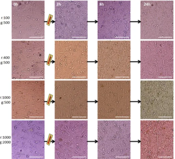Figure 7. Cell alignment over time on nanostructured PCL surfaces. Groove alignment changes  by 90° upon shape memory actuation
