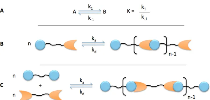 Figure 15: Schematic of equilibrium considerations in supramolecular polymer materials
