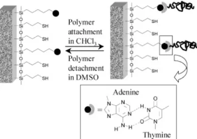 Figure  20:  Schematic  of  hydrogen  bonding  between  an  adenine-functionalized  silicon  surface  and thymine-functionalized polystyrene