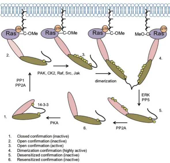 Figure 1.7. Regulation of Raf dimerization and activation. Ras-GTP recruits Raf to the plasma  membrane