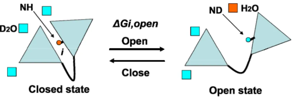 FIGURE 1.2. An illustration of the principle of hydrogen exchange experiments. A protein has  to undergo a conformational change from a closed state in which the given amide proton is  protected, to an open state where the same amide proton is competent fo