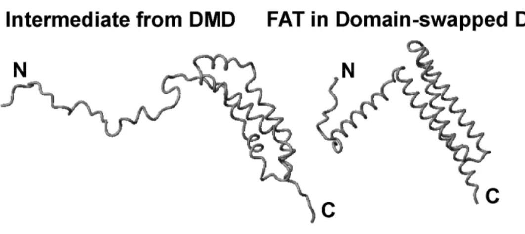 FIGURE 2.6:  Comparison of the FAT domain intermediate from DMD simulations with the  domain-swapped dimer
