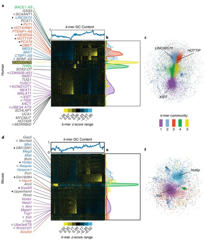 Figure 2.2. LncRNAs of related function often have related kmer contents. (A) Hierarchical  cluster of all human GENCODE lncRNAs at kmer length 6, with lncRNAs and kmers on the x-  and y-axes, respectively
