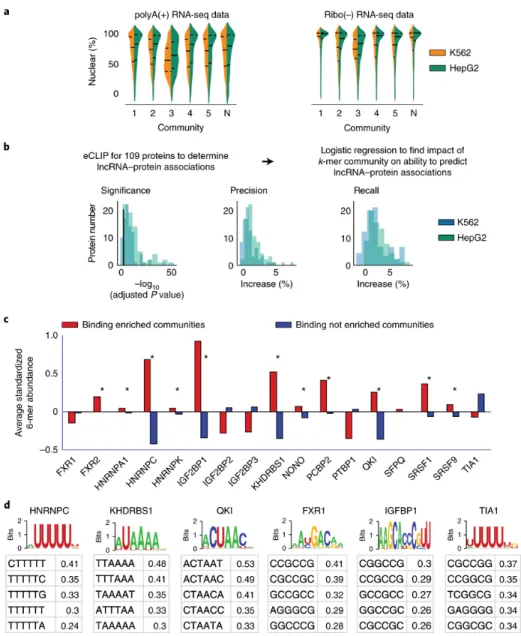 Figure 2.3. LncRNA localization and protein binding correlate with kmer content. (A)  Violin plots of lncRNA localization by kmer community in K562 (blue) and HepG2 (green) cells,  as determined from RNA-Seq of polyA-selected and ribosome-depleted RNA