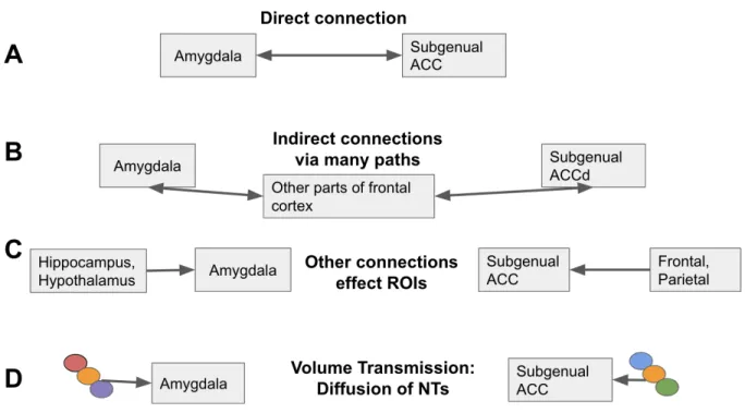 Figure 1. Potential biological reasons that can account for functional connectivity between amygdala and  subgenual anterior cingulate cortex (ACC)