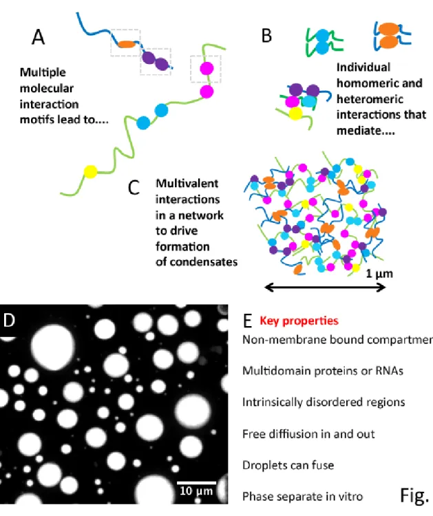 Figure 1.1: Steps for building a biomolecular condensate  A) Two separate proteins or  RNAs (Green backbone and blue backbone) each contain multiple protein:protein or  protein:RNA interaction sites sites (e.g