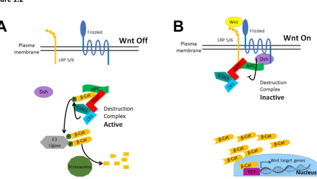 Figure 1.2: Textbook model of Wnt signaling. A) In the absence of a Wnt ligand, the  destruction complex (APC, Axin, CK1, GSK3) recruits βcat for phosphorylation