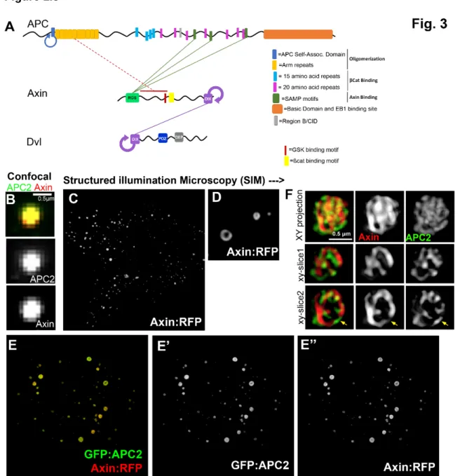 Figure 1.3: APC, Axin, and Dvl are multidomain proteins with intrinsically disordered  regions that accumulate in structured non-membrane bound puncta