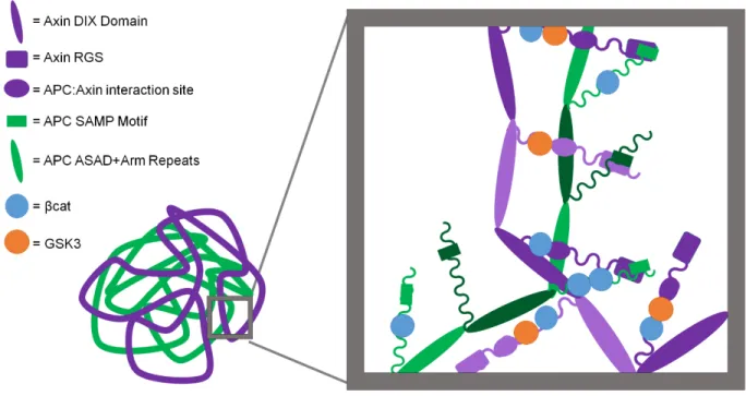 Figure 1.5: A revised model of the destruction complex.  Polymers of Axin and of APC,  mediated by polymerization of their respective DIX and ASAD/Arm repeat domains, intertwine