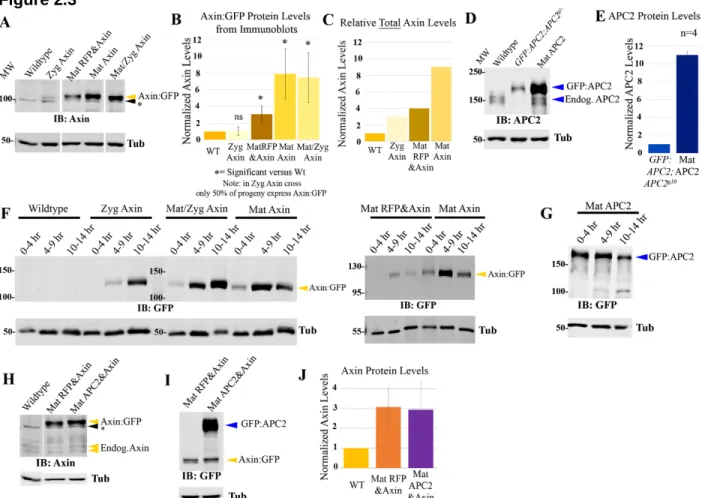 Figure 2.3 Developing tools to differentially elevate levels of Axin:GFP. 