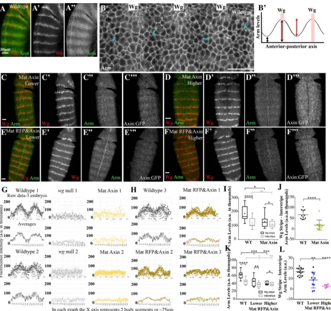 Figure 2.5 Increasing Axin levels reduces the ability of endogenous Wg signaling to turn  down the destruction complex but has little or no effect in Wg-Off cells