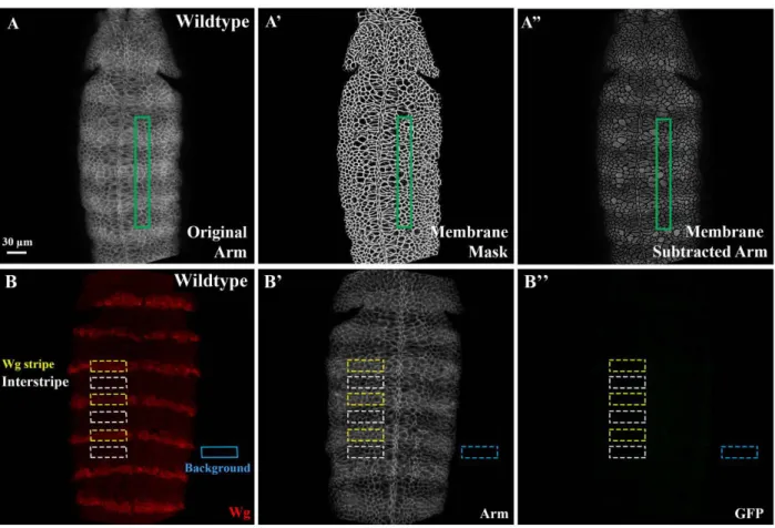 Figure 2.6 Assessing gradation of Arm levels across the segment and absolute levels of  Arm in Wg stripes and interstripes